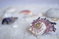 Decorative seashell Angaria delphinus